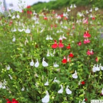 체리세이지 스피아민트 페퍼민트 허브키우기 허브모종 식용화분 : 서산식물원