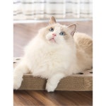공놀이 원형 고양이 골판지 구멍 장난감 혼자놀기 : 세븐스타마켓