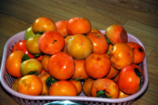 고당도 자연애단감  10kg(41~50과) 창원 단감  태추단감 배감 : 자연애 단감