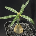 [동일품] 아프리카식물 파키포디움 써큘렌텀 Pachypodium succulentum-5832 식물키우기 아프리카농장 : 아프리카 농장