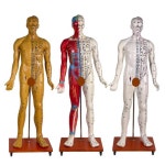 침술 인형 혈자리 모형 침술교구 침술인 반근 구리 소프트 소프트(62cm 한의원 근육) : 다온비나린채