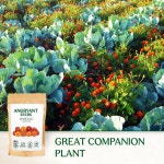 프리미엄 겨자씨 겨자씨앗 텃밭 정원 메리골드 스파키 믹스 - 집 정원에 실내외에서 심을 수 있는 999개 이상의 가보 꽃 비 GMO 재배 반려 식물... 