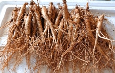 6년근인삼 덕인농장 : 덕인농장