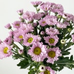 국화 소국 가을꽃 미니국화 생화 꽃다발 농가직송꽃 꽃배송 : 플라워붐