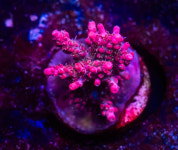 CE 그랜드 마더 친 : 코통령