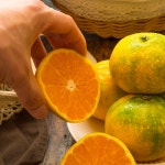 제주인제주 타이벡 감귤 고당도 서귀포 위미 효돈 남원 귤 가정용 선물용 산지직송 : 제로인제주