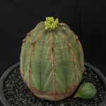 [동일품] 아프리카식물 오베사 euphorbia obesa-5863 식물키우기 선인장 아프리카농장 : 아프리카 농장