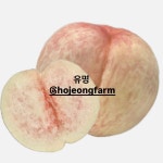 [백도] 유명 복숭아3kg : 호정농장