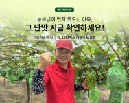 [농협] 2025 첫출하 품질보장 청도 고당도 프리미엄 샤인머스켓 : 동청도농협 따자마자