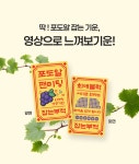 [포도알 행운포카] 콘서트, 팬미팅 티켓팅을 위한 행운부적카드 : NUPY