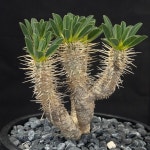 [동일품] 아프리카식물 귈라우미니아나 Euphorbia guillauminiana-5878 식물키우기 아프리카농장 : 아프리카 농장