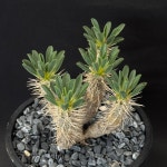 [동일품] 아프리카식물 귈라우미니아나 Euphorbia guillauminiana-5878 식물키우기 아프리카농장 : 아프리카 농장