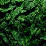 브륌 마차 Brume Matcha : 메종 드 파팡