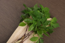 [프리미엄] 아쿠온 새싹인삼 소형(15뿌리) / 아쿠아포닉스 새싹삼 추석 부모님 명절 건강 보자기 선물 : 주식회사 아쿠온