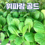 농사친구 황금배추 항암 김장 배추 모종 반판 36구 : 농사친구