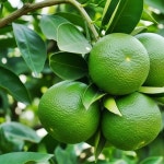 청귤 풋귤 5k 10k : 종철이네감귤