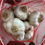 [새벽농장] 햇 수확 건강에 좋은 항암마늘 홍산마늘 1kg 2kg 3kg 5kg : 새벽 농장