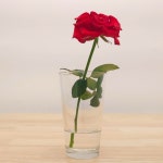 생화 꽃 한송이 작은 미니 꽃다발 꽃꽂이 화병꽂이 여름 꽃정기구독 : 픽플라워