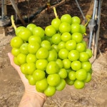 근영농원 제철과일 망고포도 황금포도 추석선물세트 샤인머스켓 2KG : 근영상회