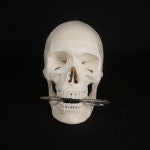 PVC 내추럴 라이프 사이즈 인간 해골 모델 높은 시뮬레이션 해부학 유연함 의료 예술 그림 교육 : suansuan9