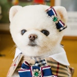 펫츠앤미 취향존중 149,000원 럭키박스 : 펫츠앤미스토어