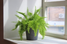 솜사탕 고사리 코튼 캔디 공기정화식물 감성플랜테리어 초보입문자용 : 플랜팁