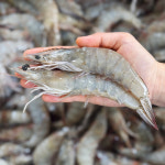 국산 제철 흰다리 새우 1kg 25미내외 대사이즈 대하 왕새우 급냉 냉동 : 푸드타켓
