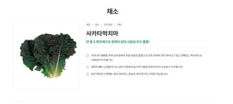 사카타 먹치마 10g 상추씨앗 흑자색 상추 : 흥농종묘농약