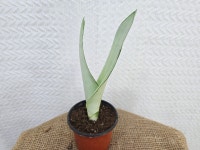 문샤인 산세베리아  반려식물  인테리어식물 : 뉴그린 몰