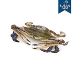 신진도 서해안 제철 활꽃게 1kg 2kg 500g 톱밥꽃게 냉동꽃게 : 수산팜