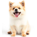 DaDaSHOP 강아지 고양이 펫 털제거 브러쉬 장갑 미용 그루밍 : DaDaSHOP