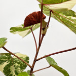 와이키키농장 무늬 와루 히비스커스 꽃 나무 반려 힐링 선물 인테리어 화분 오브제 소품 : 와이키키 농장