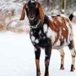 크리스마스 장식을 위한 TIHOOD 18PCS 소 말 양 방목 구리 종 작은 황동 염소 농장 시끄러운 청동 장거리 다리미 (녹색 청동) : 유니글로우샵