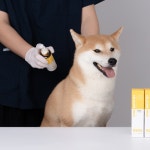 두카메디 셀케어 워크 100ml 강아지 해충 미스트 기피제 외출미스트 진드기예방 : 멍뭉몽