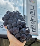 2kg, 4kg 신품종 충랑포도 고당도 씨없는포도 거봉 캠벨 선물세트 산지직송 : 부여 그린농원