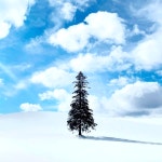 [삿포로 출발] 비에이 소규모 전용차량 투어 프라이빗 단독 투어 / 맞춤투어 가능 : 주식회사 덕아웃