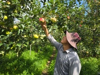 [거창한 청년] 10만 구독자가 인정한 거창 고랭지 사과 10kg - 최용진 농부 : 거창한 청년