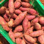 햇고구마 출하! 해남 꿀밤고구마 5kg GAP 농가직송 : 청정팜리