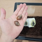 금와 아프리카왕달팽이 키우기 도둑게 애완 달팽이 집 사육장 소라게 키우기 사마귀 스마일게 : 딴지트