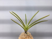 용인난원 관악1 풍란 부귀란 공기정화 : 용인난원