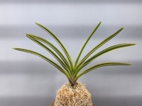 용인난원 관악2 풍란 부귀란 공기정화 : 용인난원