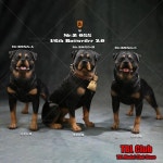 Mr.Z Studio 1/6 스케일 실물 같은 애마 경찰견 수지 동물 개 애완 동물 조각 모델 12 액션 피규어 장면 액세서리 : 월드셀러존