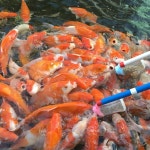 2pcs 먹이 물고기 병 180ml 투명 수족관 용품 긴 막대 잉어 탱크 휴가 피더 쉬운 깨끗한 디자인 플라스틱 애완 동물 : Theglory