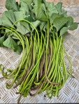 고구마순 줄기 2kg 3kg 잎만따서 당일수확 : 채소양채소군