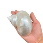 1PC 천연 형광 소라(3.5인치~4인치)는 소라게 대체 조개, 어항 수족관 장식품 등으로 사용할 수 있습니다... 2#green Jade Turbo : 달집