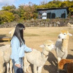 제주 도치돌목장 / 제주도 애월 알파카 블랙노즈 동물원 동물농장 : 브이패스