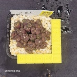 282 - 코노피튬 옵코델룸 롤피 RR1003 : 문성식물원