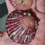 [산지직송]통영 활가리비 1kg 제철 해산물 조개구이 조개찜 캠핑 홍가리비 : 순심이네부엌