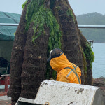 [산지직송]통영 활가리비 1kg 제철 해산물 조개구이 조개찜 캠핑 홍가리비 : 순심이네부엌