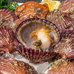 [산지직송]통영 활가리비 1kg 제철 해산물 조개구이 조개찜 캠핑 홍가리비 : 순심이네부엌